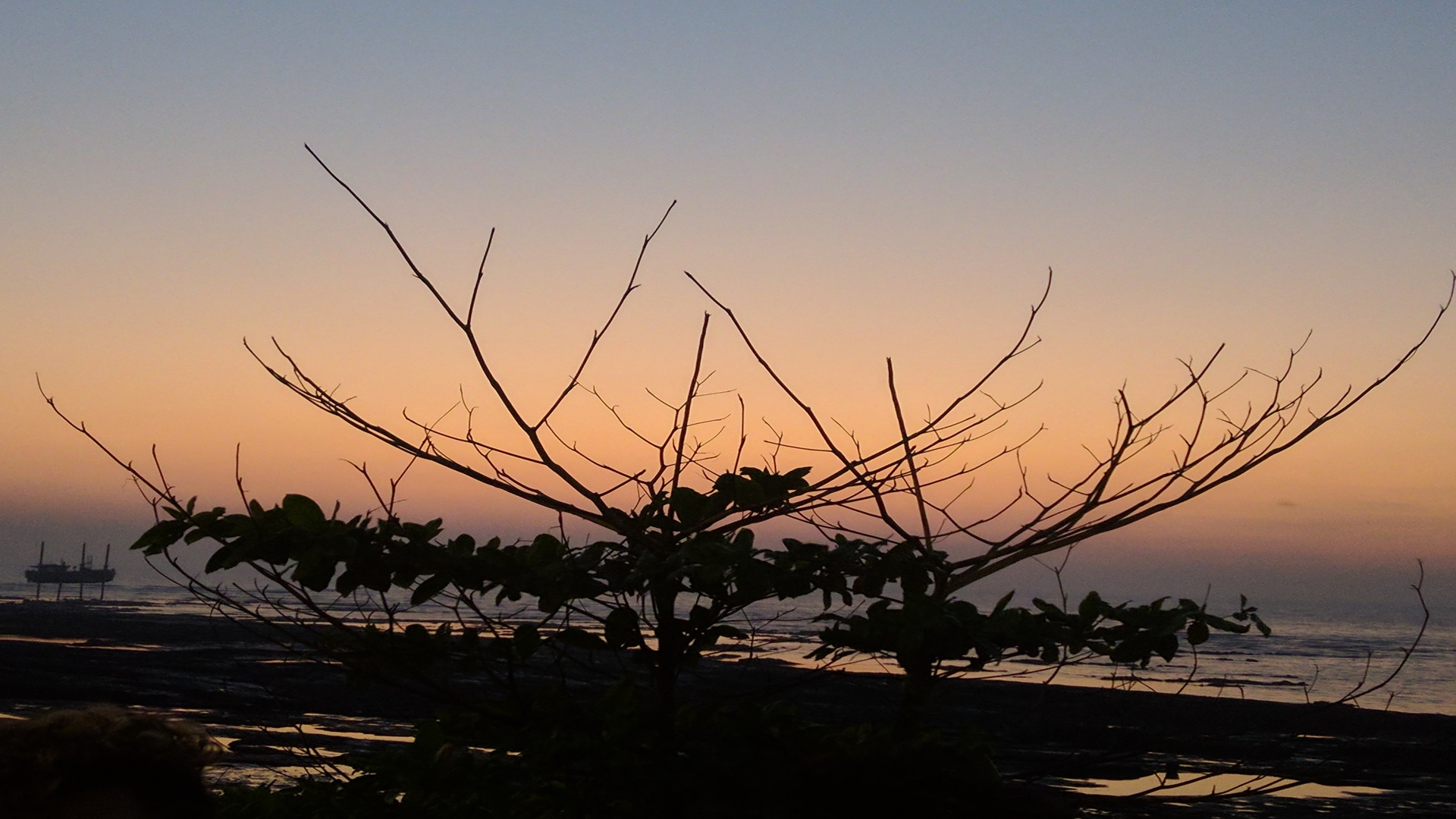 a small tree looks like half alive and half dead next to the sea and beautiful sunset